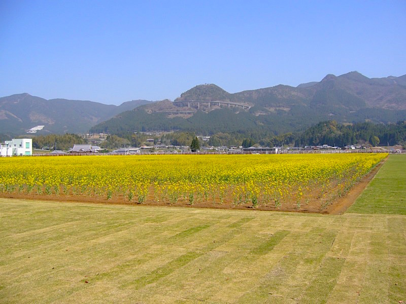 えびの盆地から見上げるえびのループ橋(霧の大橋)。外輪山にへばり付くように造られていることがよくわかる