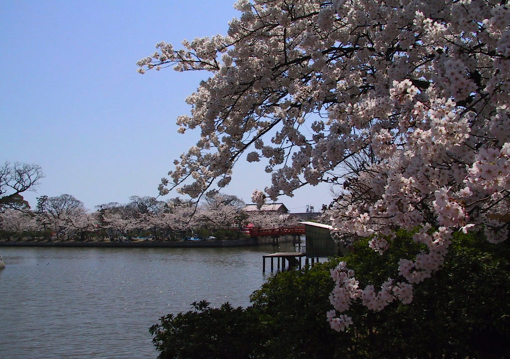 九華公園さくらまつり