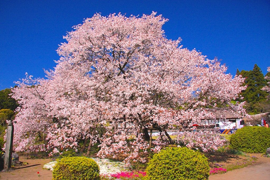 狩宿の下馬桜