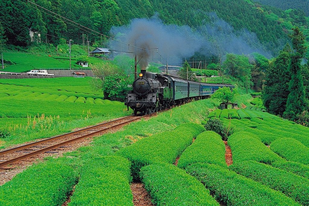 金谷茶