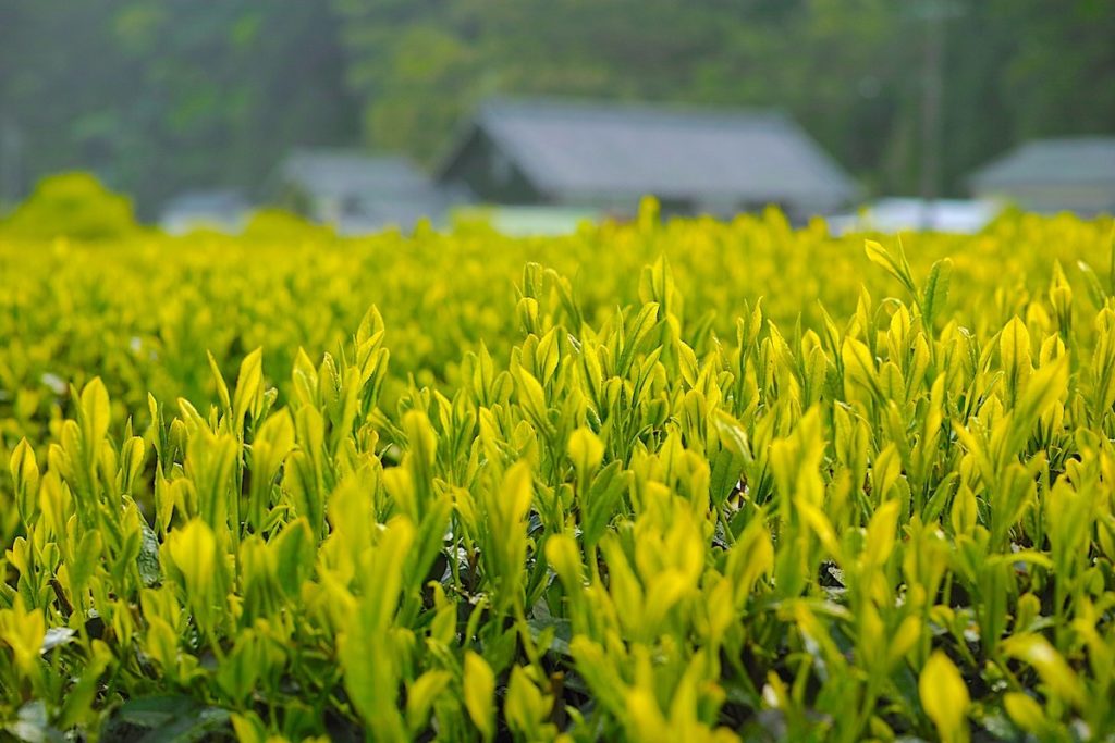 金谷茶