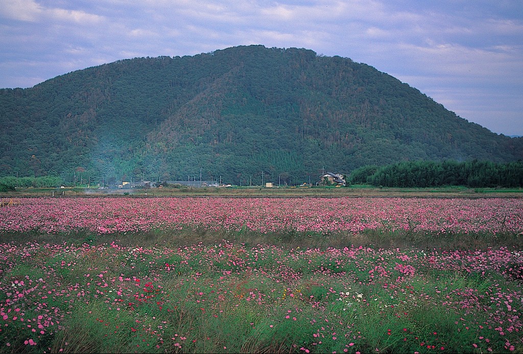山麓から眺めた山本氏の本拠地、山本山