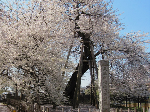 石戸蒲ザクラ