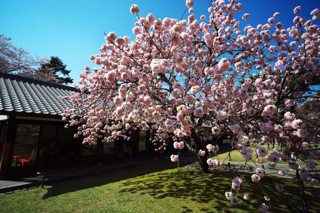 醍醐寺に咲く八重桜