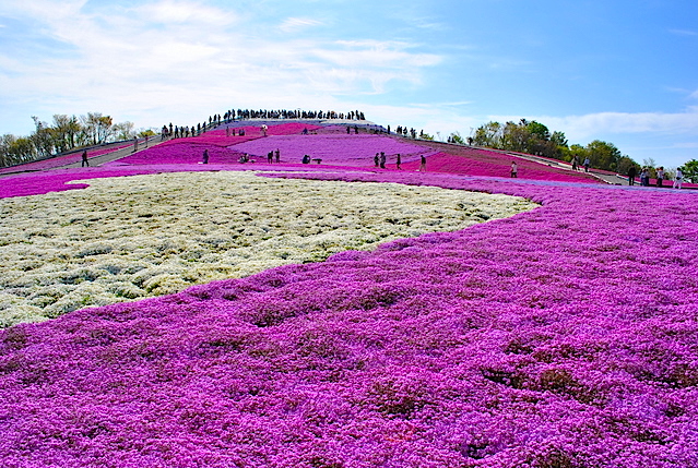 茶臼山高原天空の花回廊