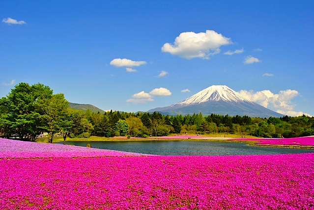 富士芝桜まつり