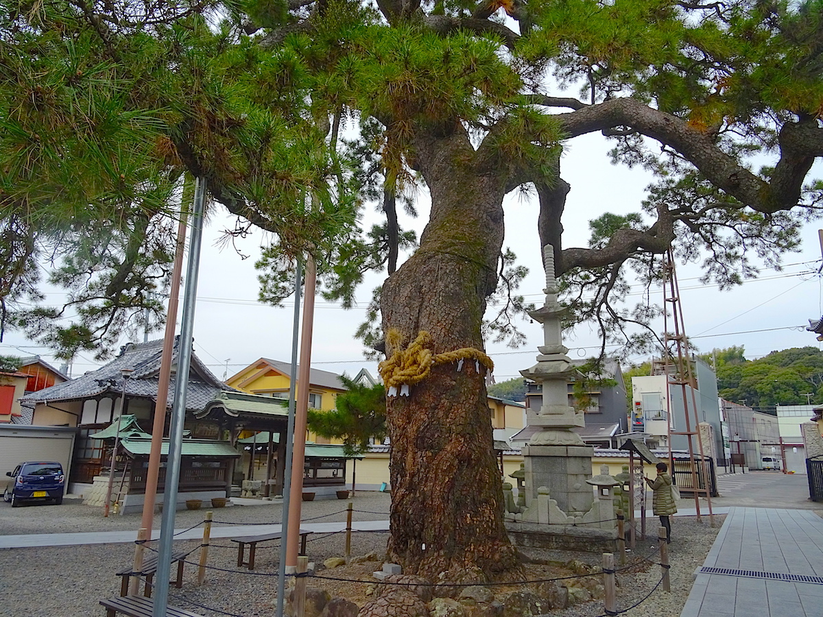 大慶寺の松
