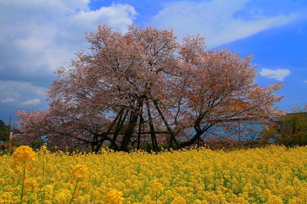 狩宿の下馬桜