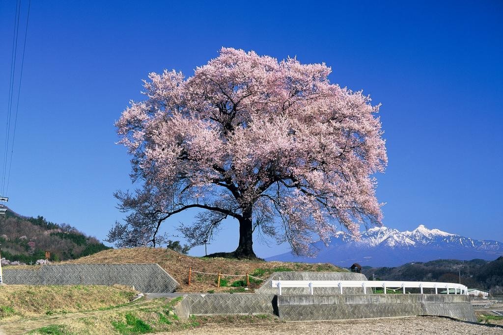 八ヶ岳を背に咲くわに塚の桜