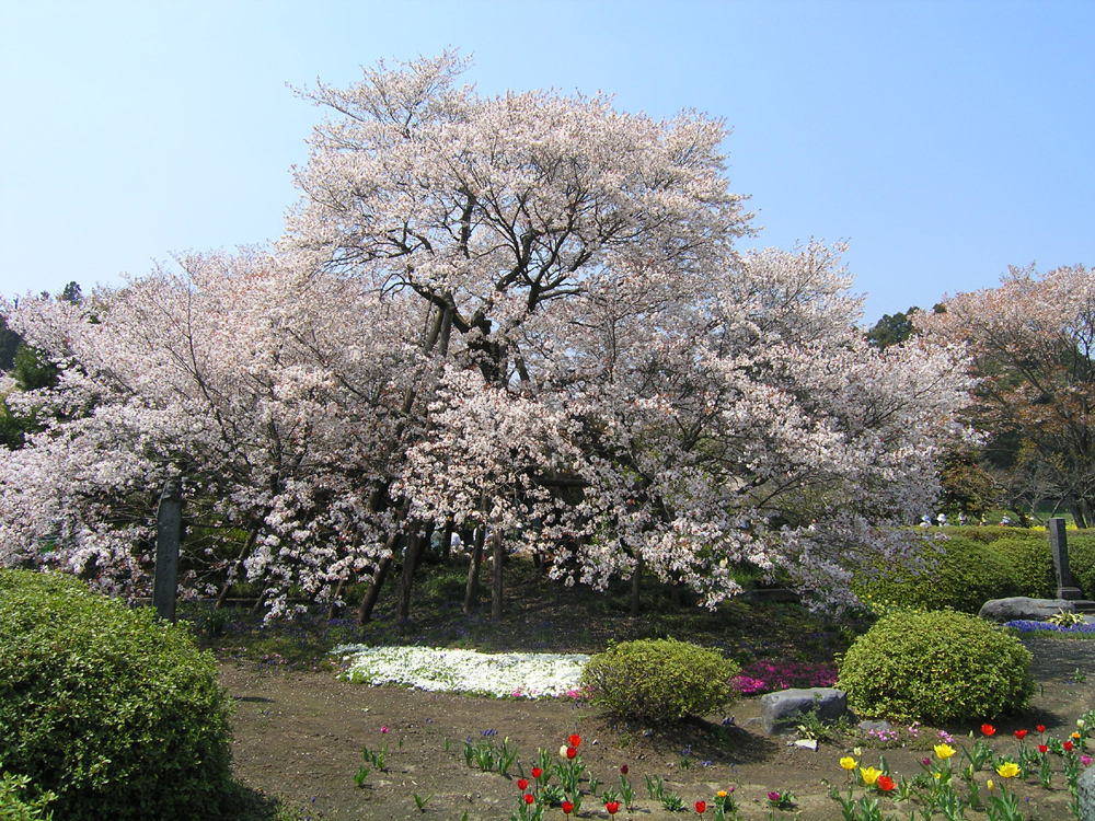 狩宿の下馬桜