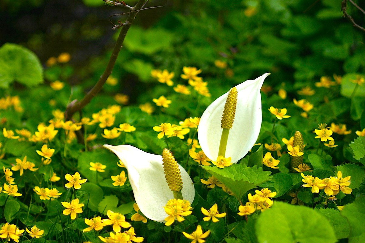 水芭蕉とリュウキンカのコラボ!
