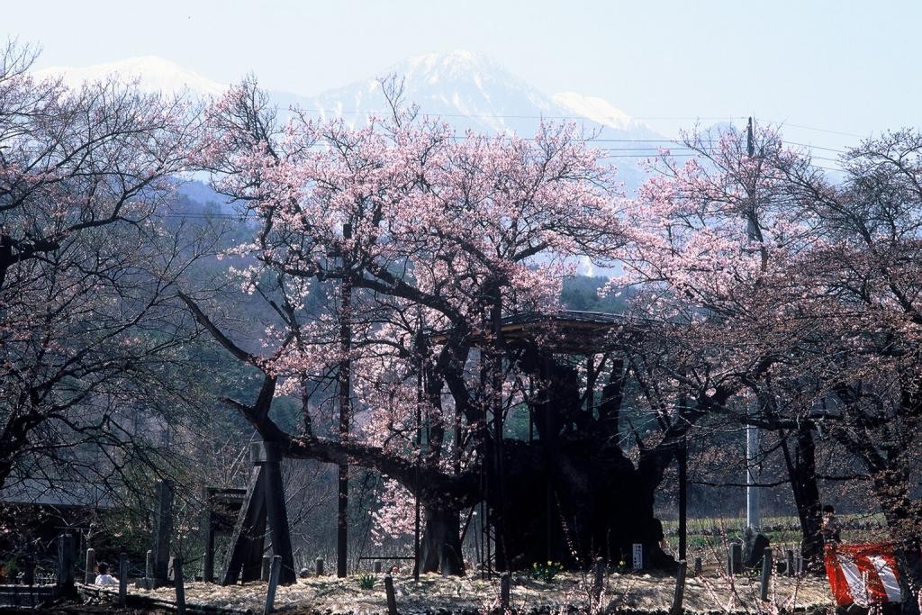 南アルプスをバックに美しく咲き誇る山高の神代桜
