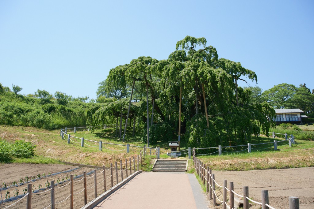 見頃を過ぎるとこんな感じの葉桜に