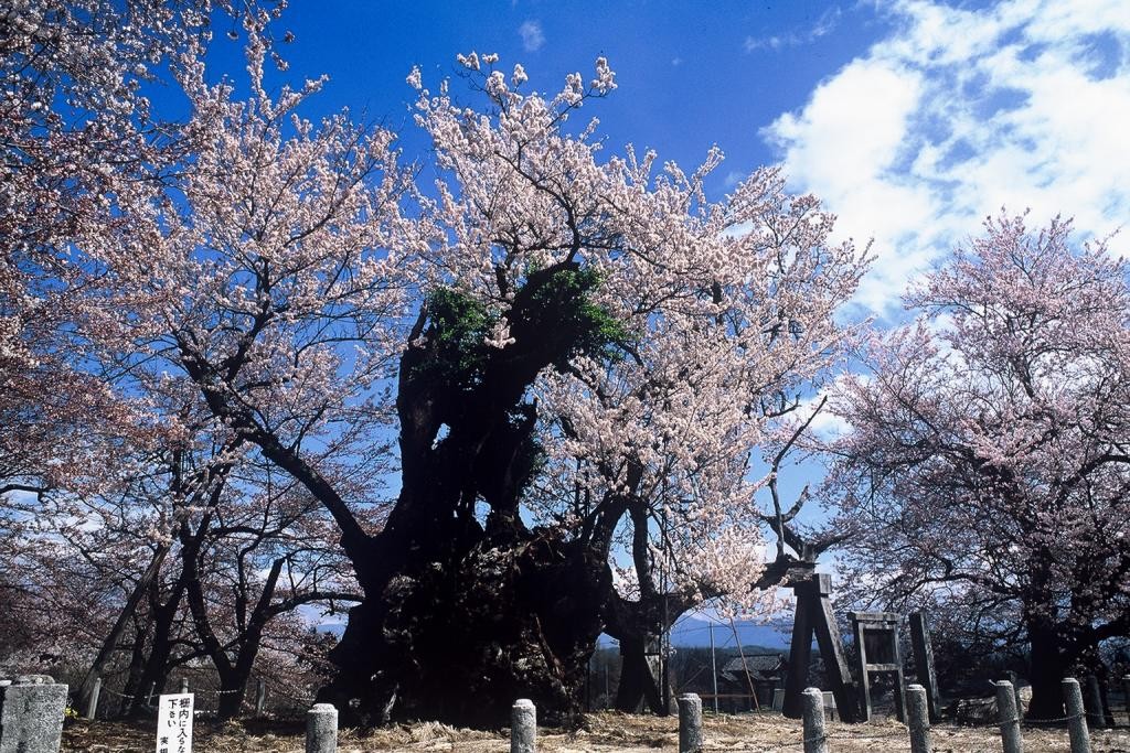 山高の神代桜