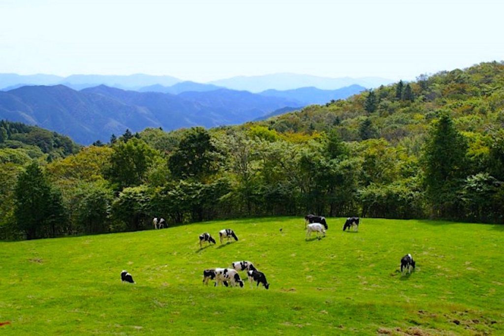 茶臼山高原