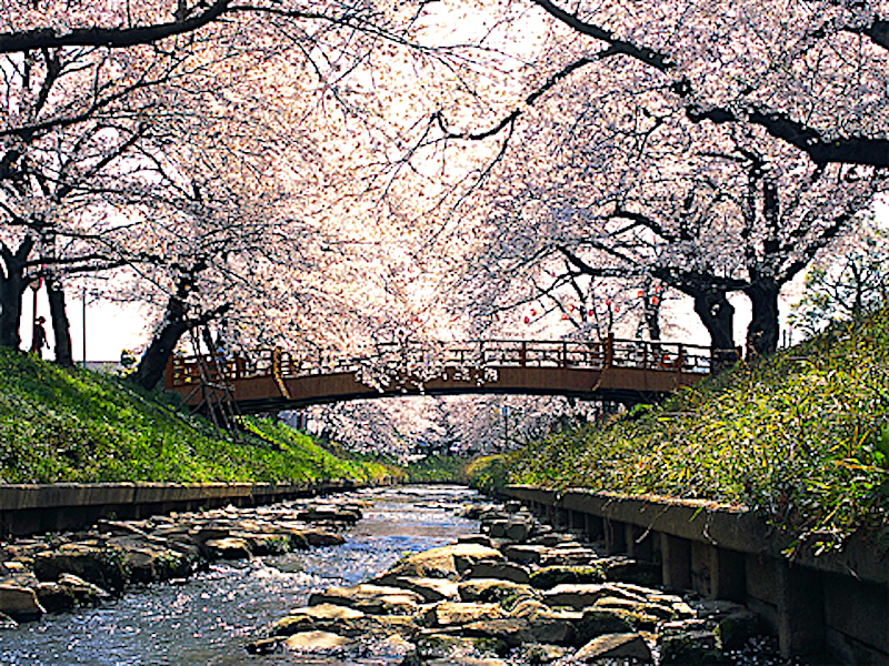 伊賀川桜堤