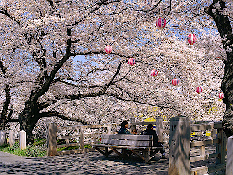 伊賀川桜堤