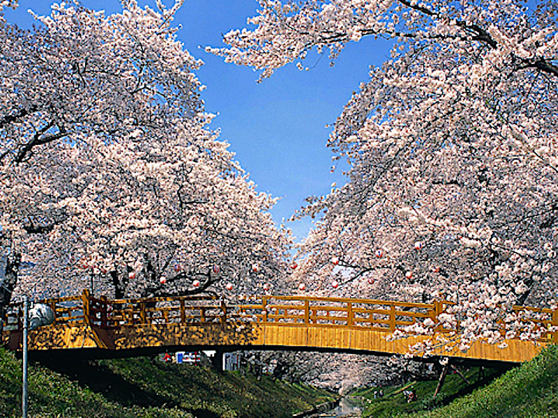 伊賀川桜堤