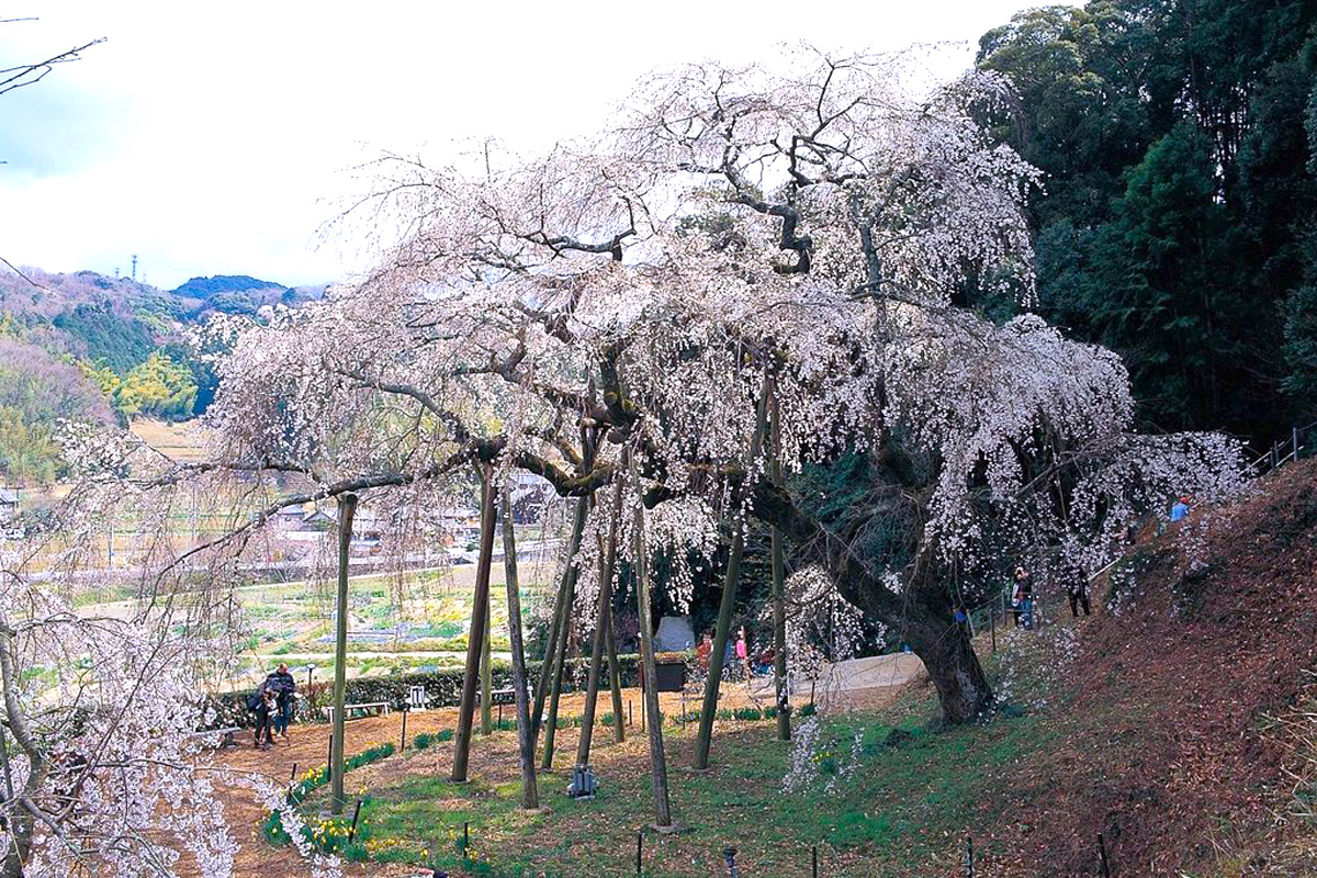 奥山田のしだれ桜