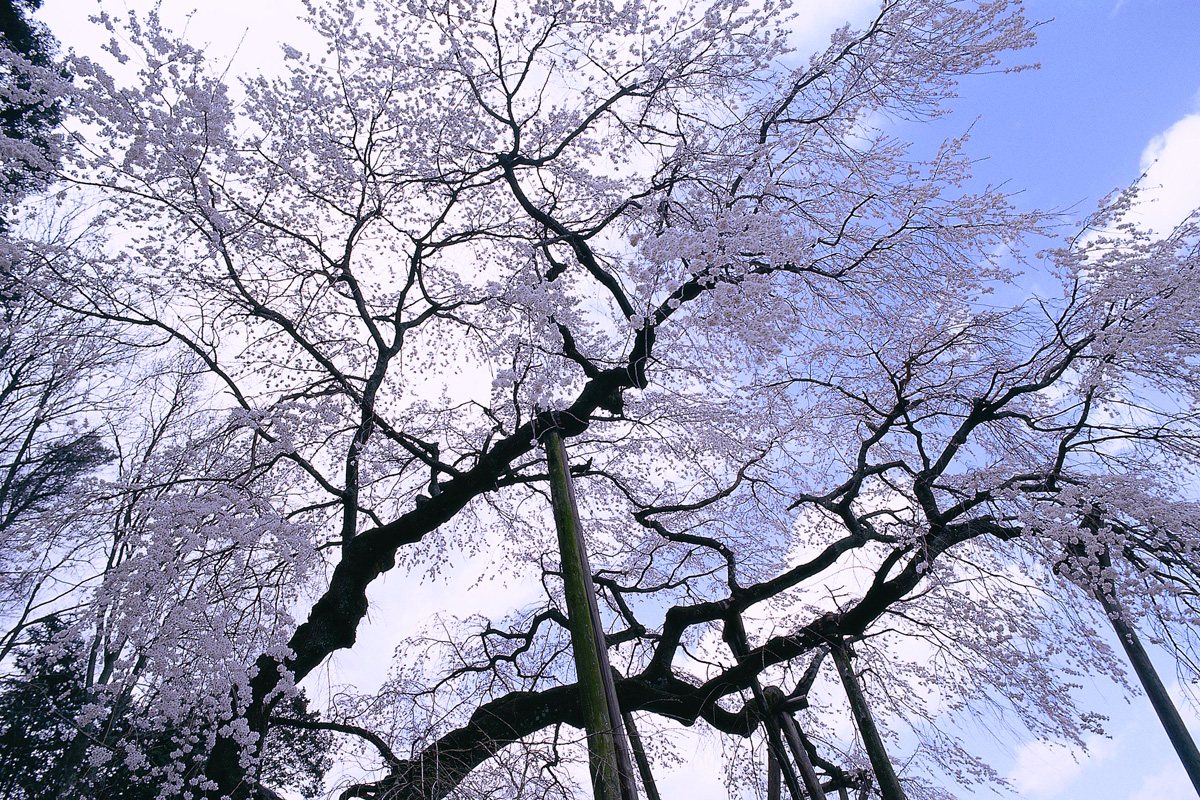 奥山田のしだれ桜
