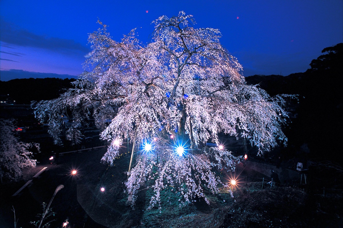 奥山田のしだれ桜