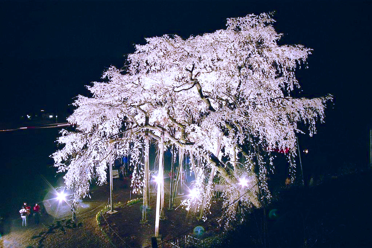 奥山田のしだれ桜