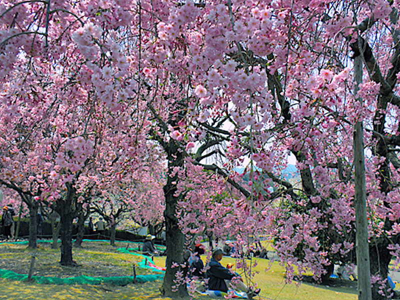 幸田文化公園（幸田文化広場）