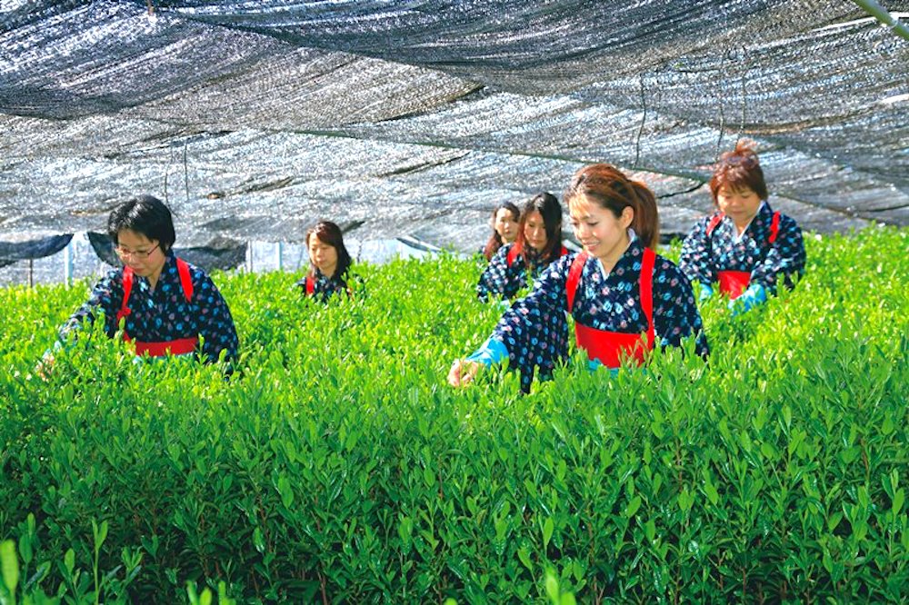 稲荷山茶園公園