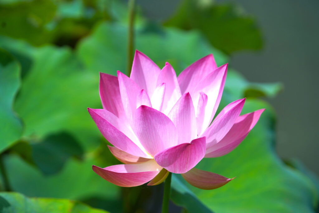 星名池