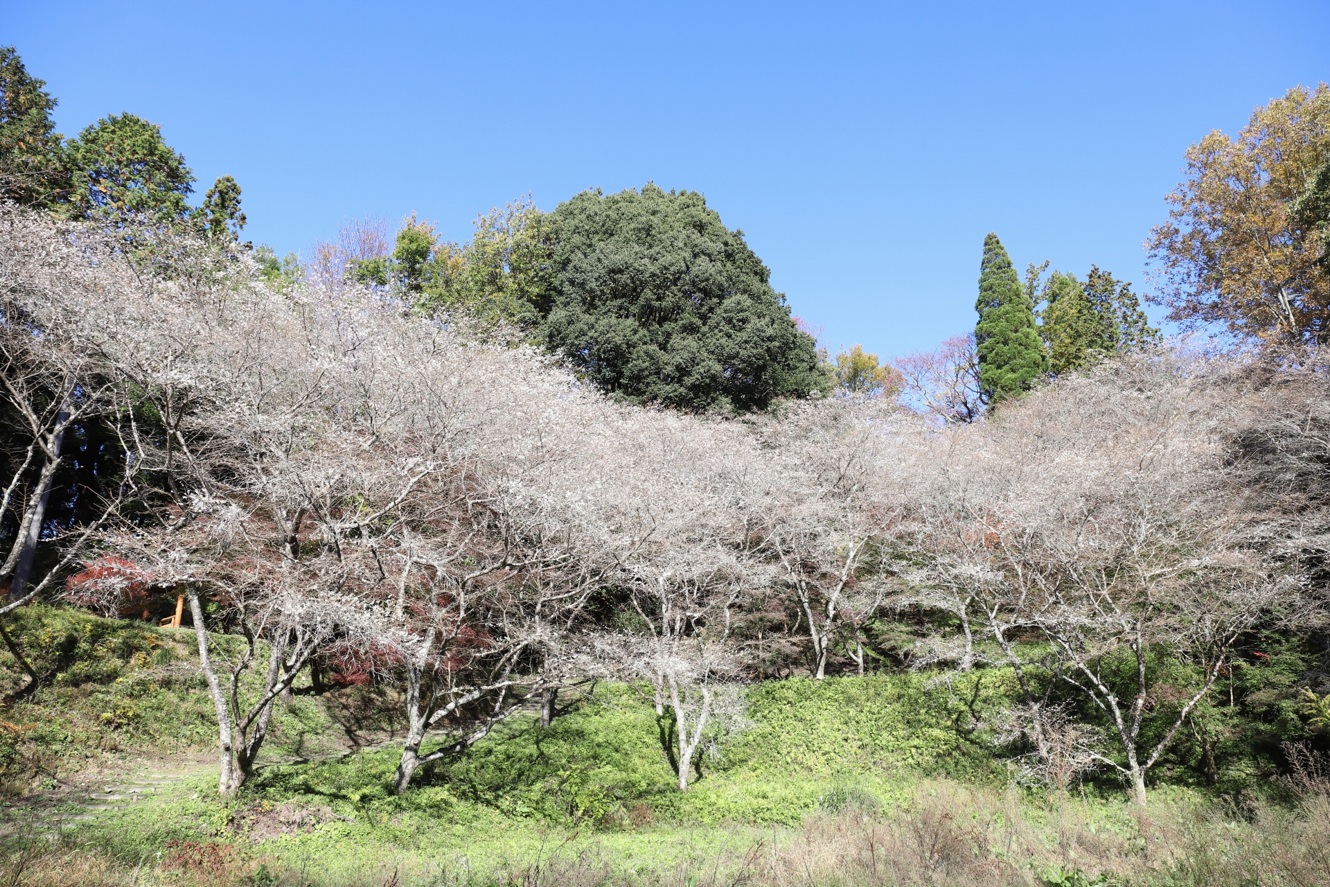 市場城