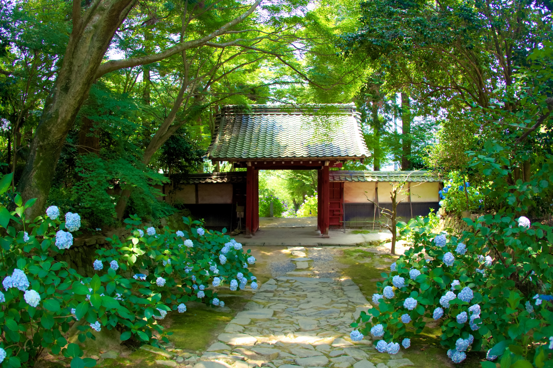 本光寺（あじさい寺）