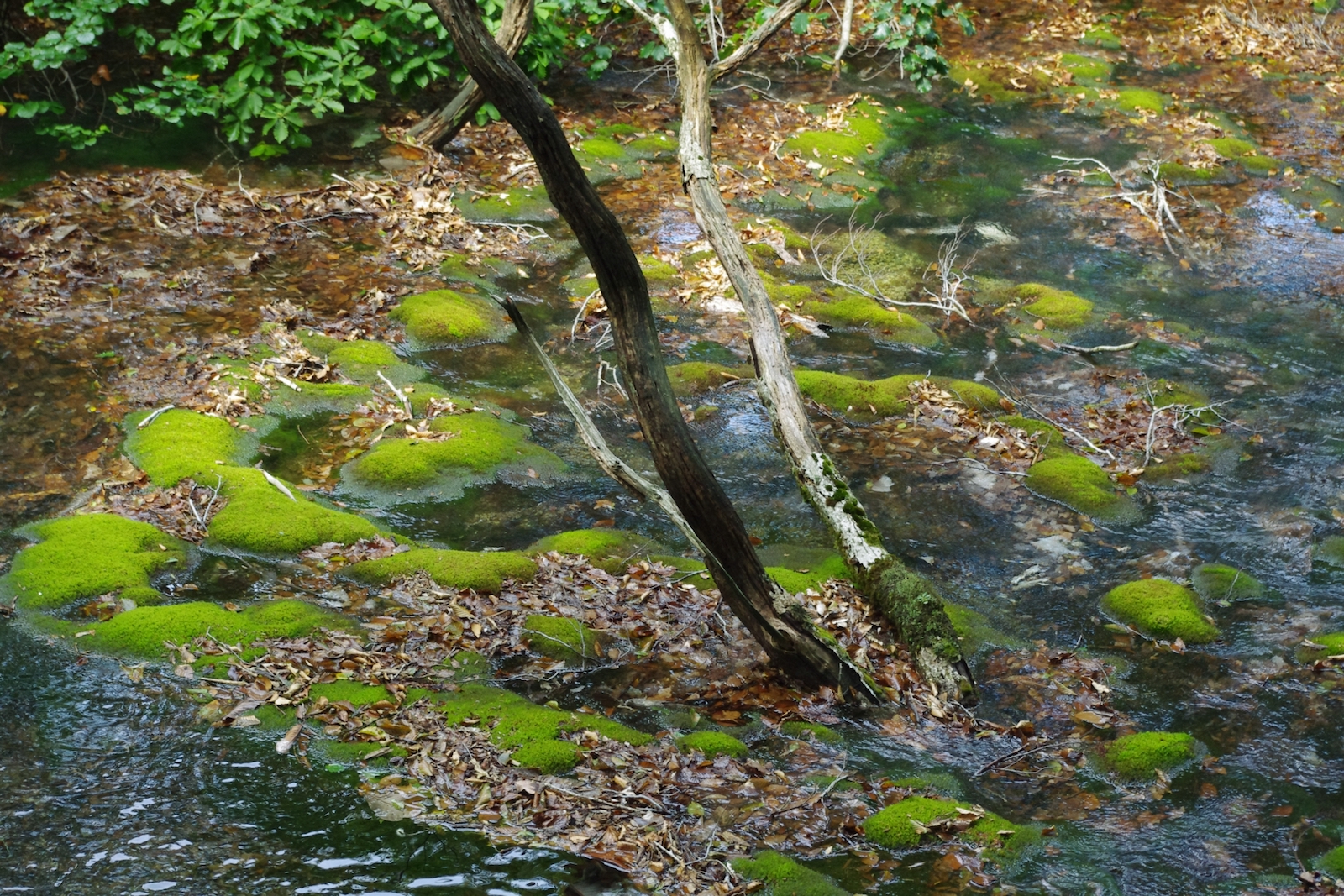 獅子ヶ鼻湿原出壺