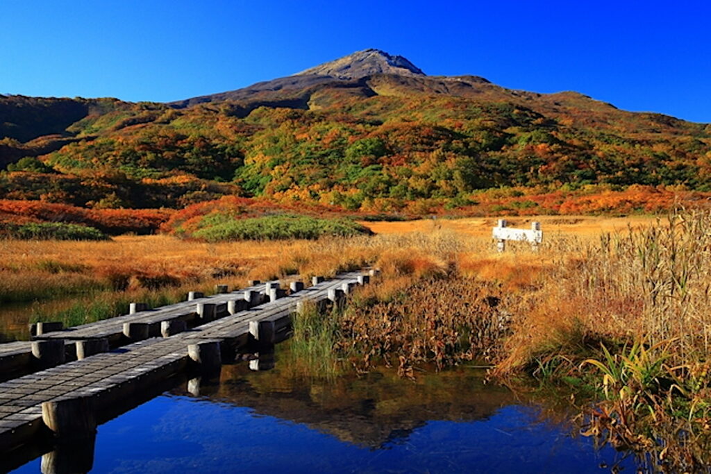 竜ヶ原湿原
