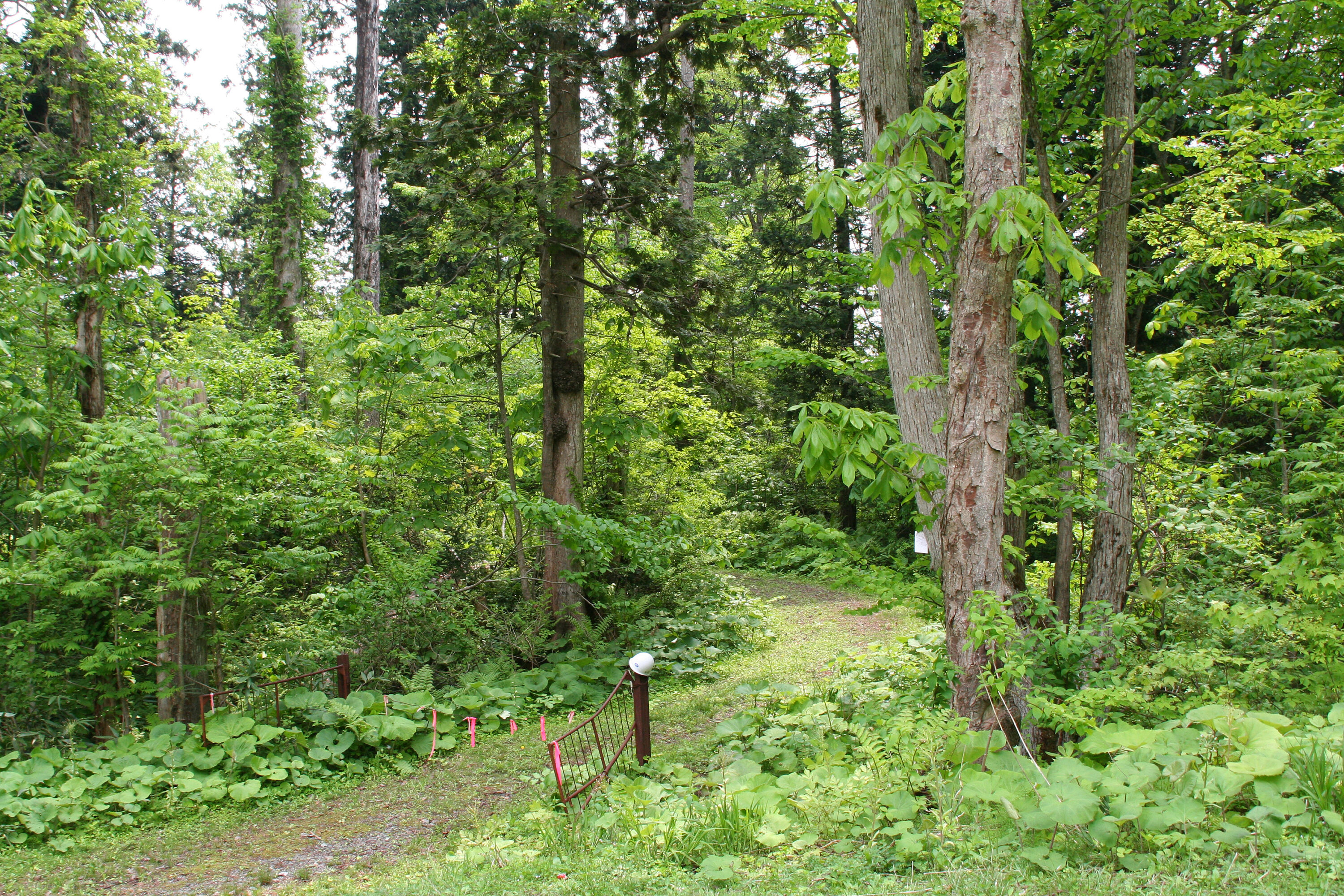 眺望山自然休養林（眺望山地区）