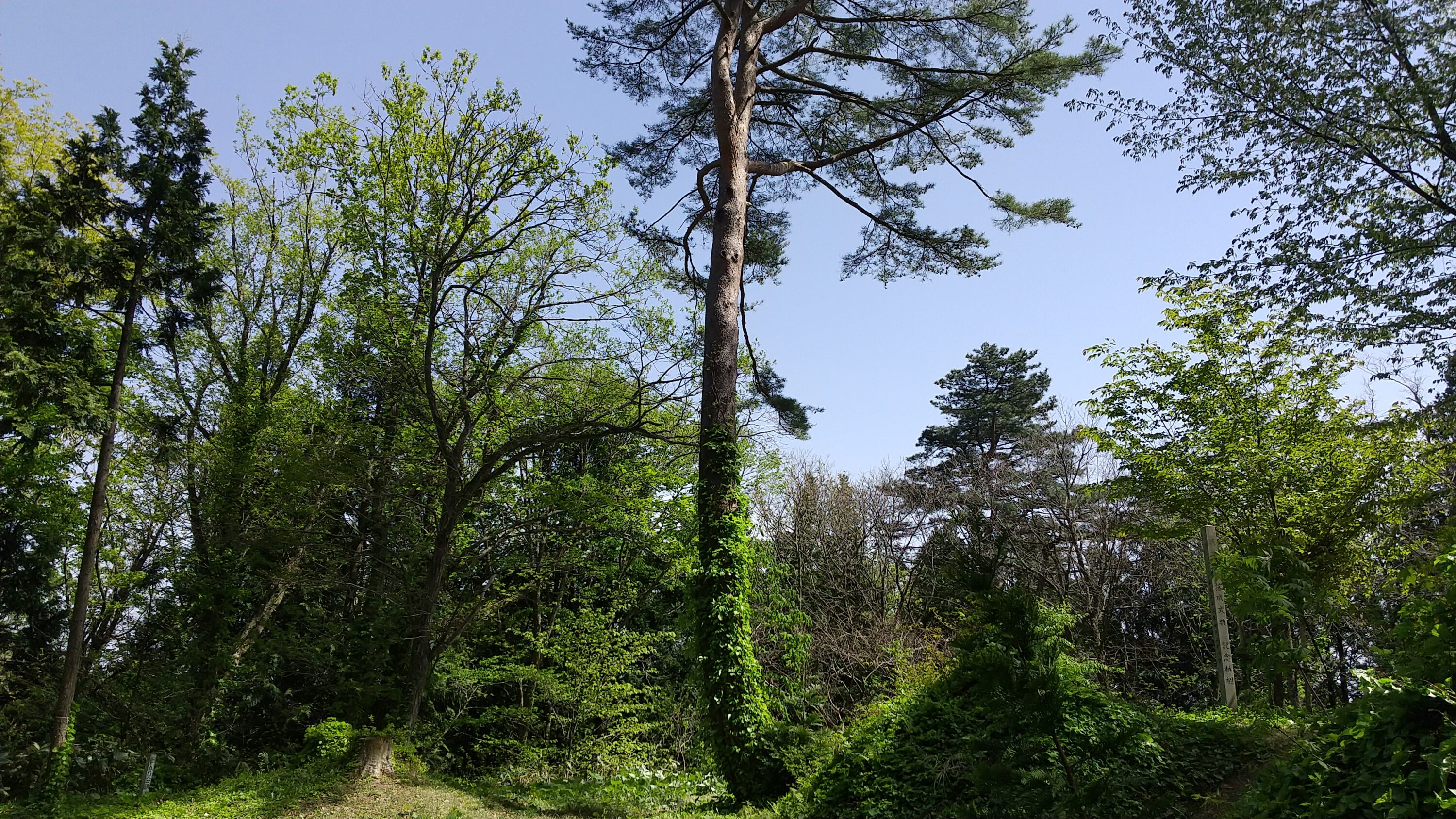 眺望山自然休養林（眺望山地区）