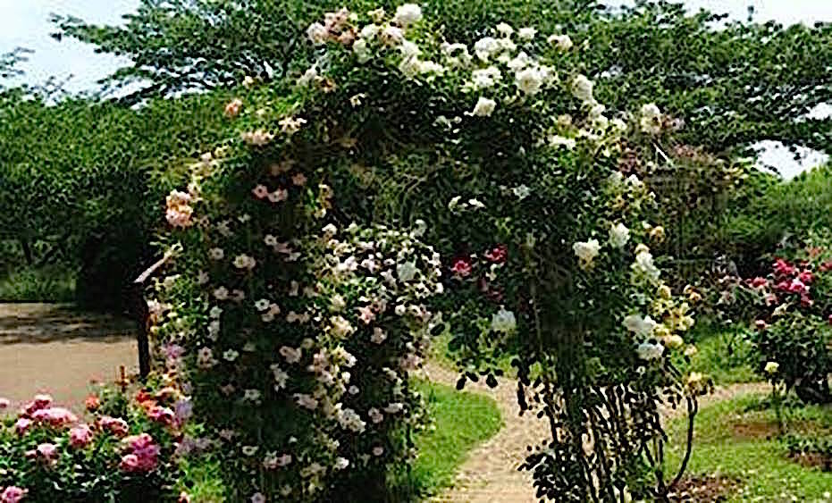千葉県立青葉の森公園