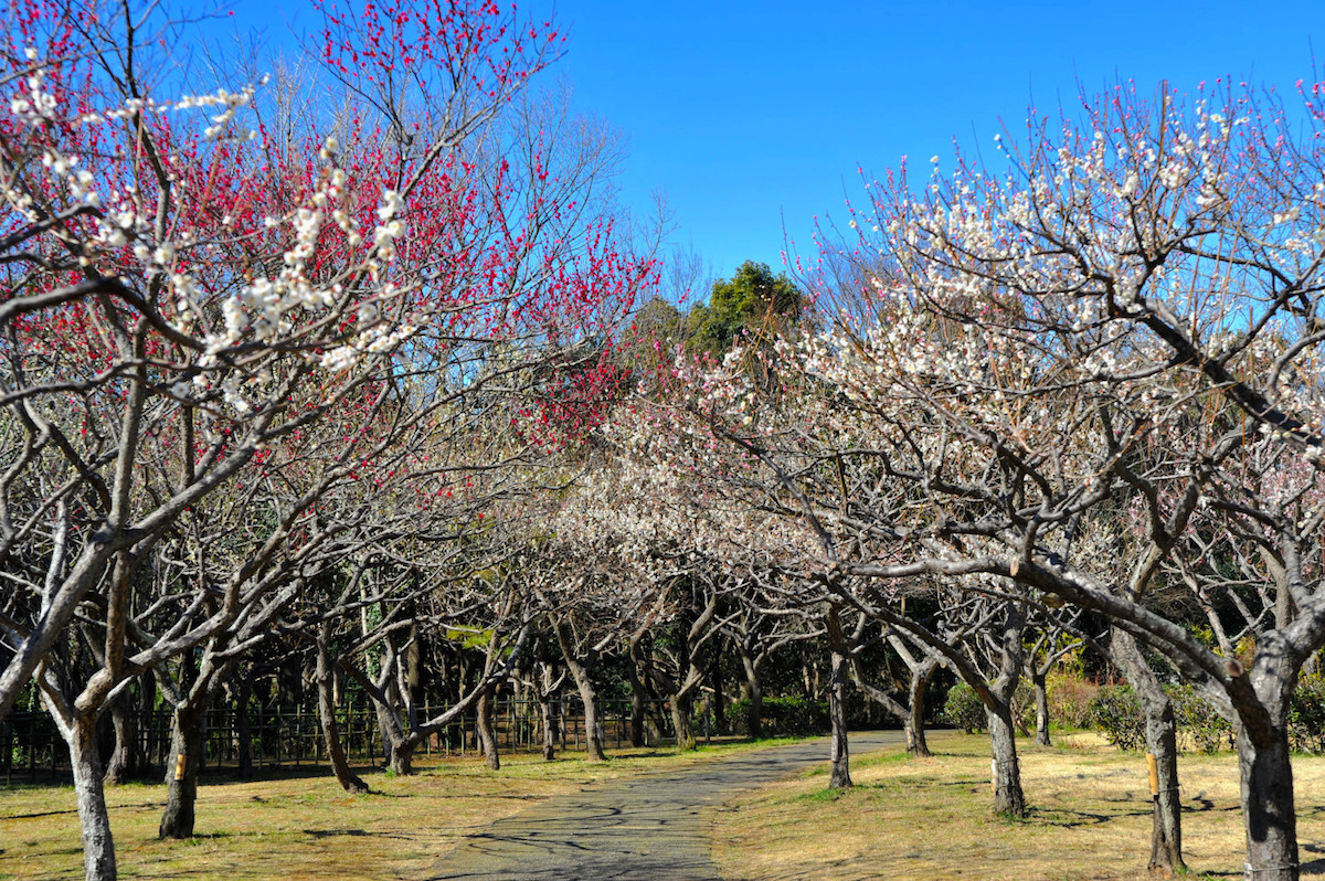千葉県立青葉の森公園