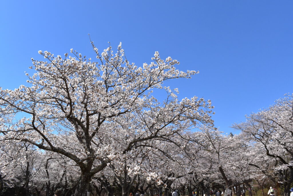 あけぼの山農業公園