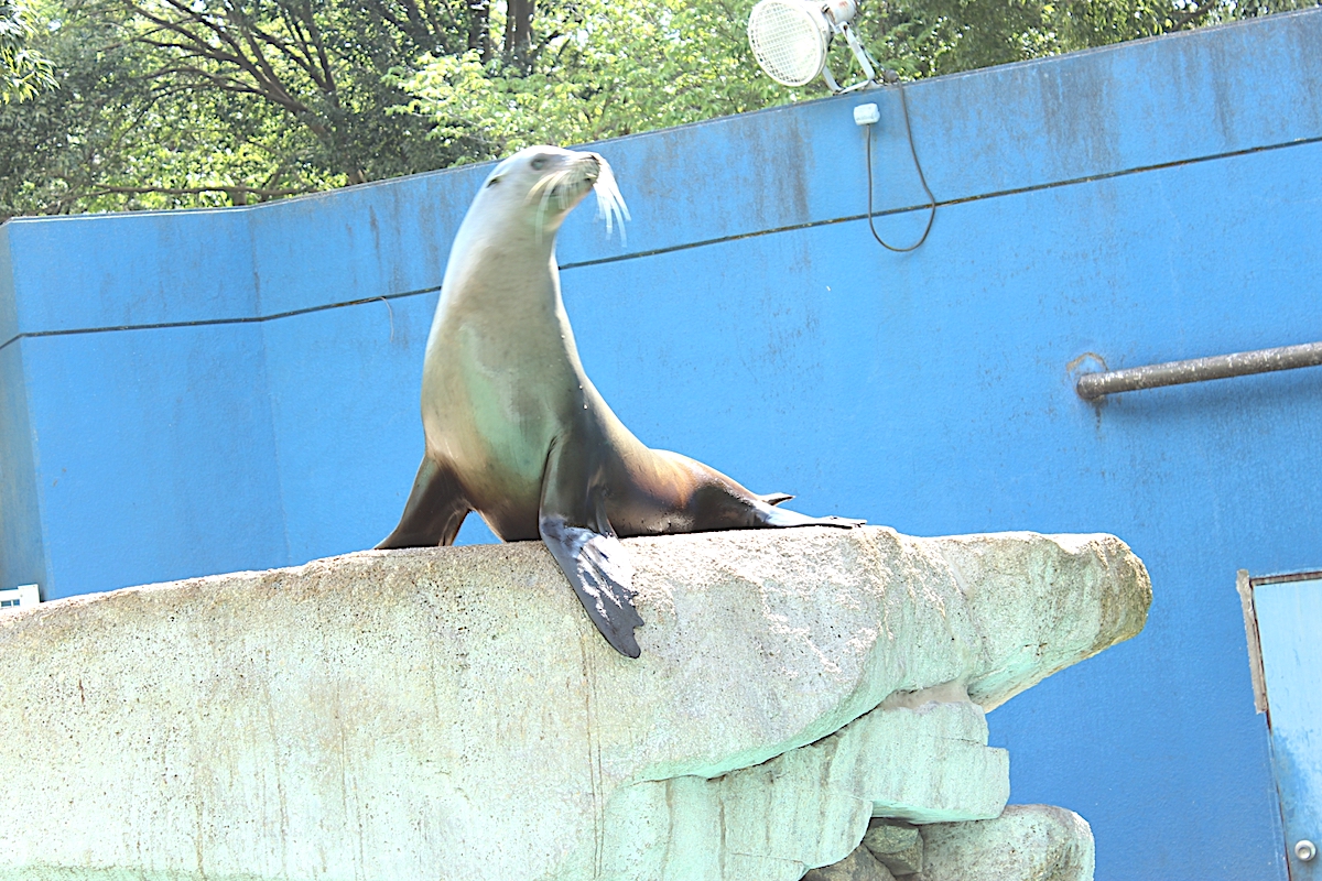 千葉市動物公園