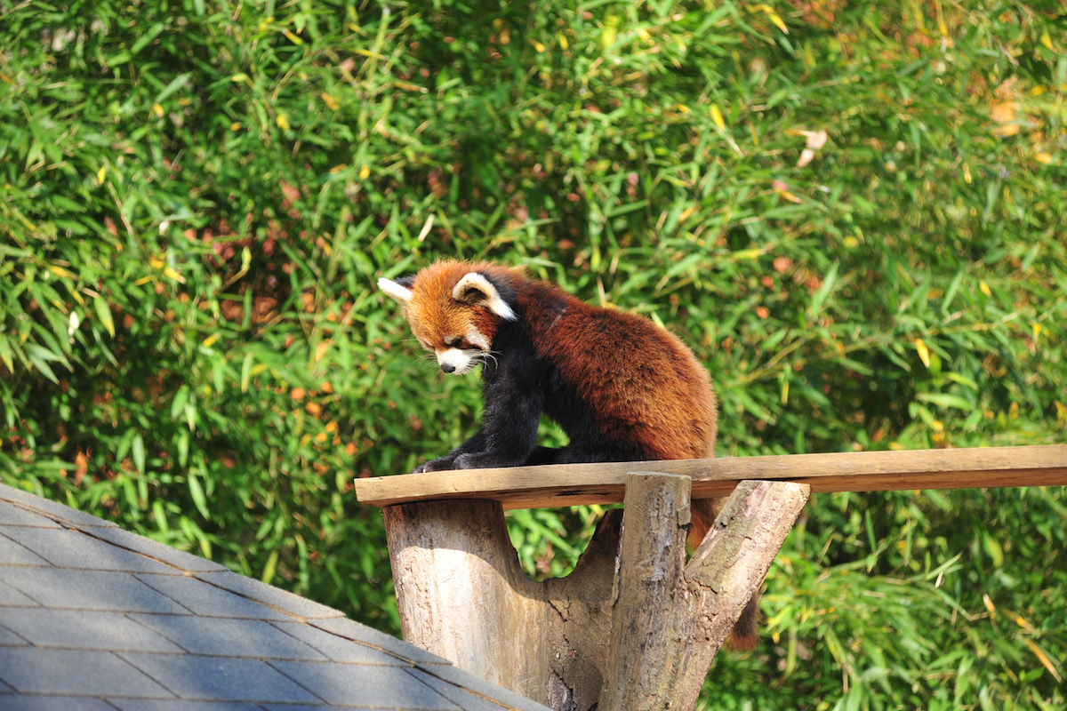 千葉市動物公園