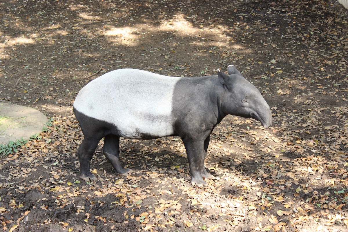 千葉市動物公園