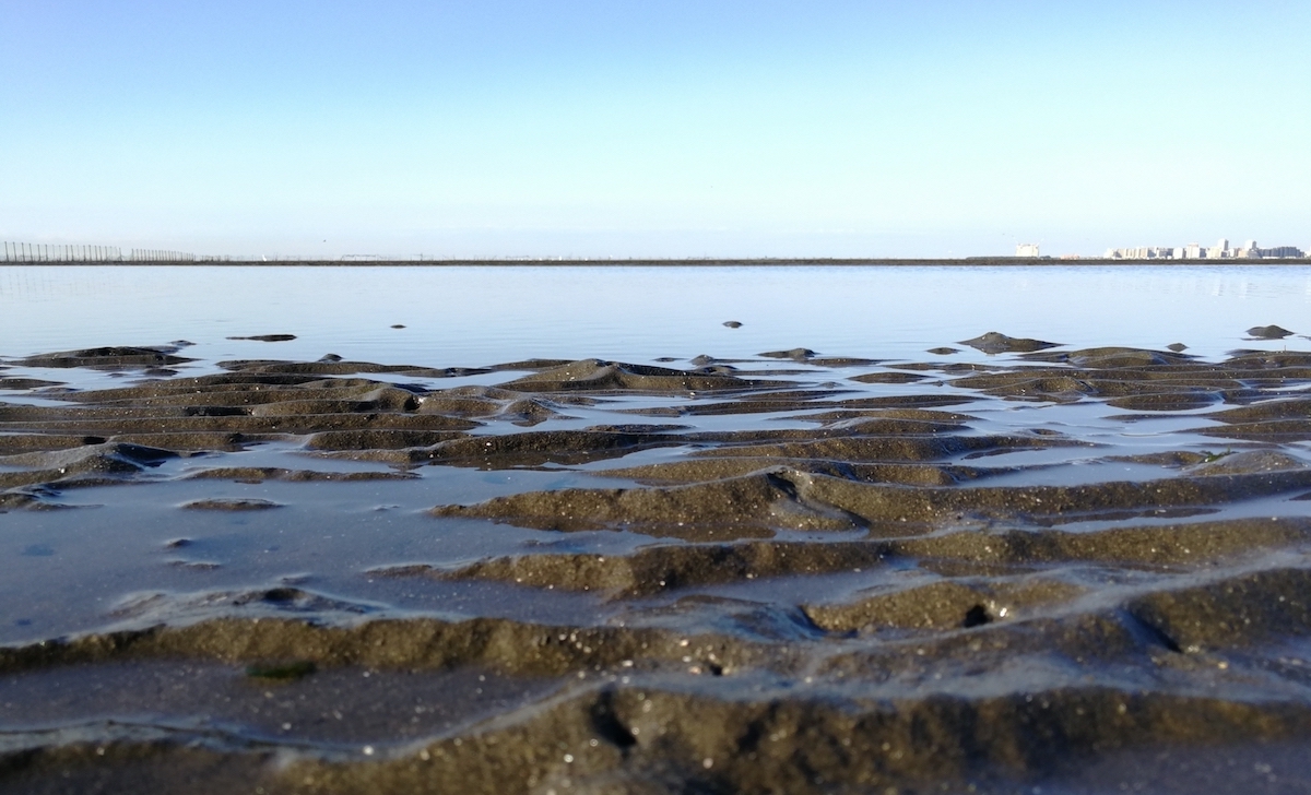 ふなばし三番瀬海浜公園