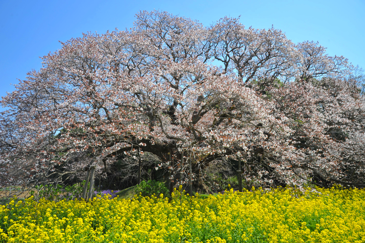 吉高の大桜