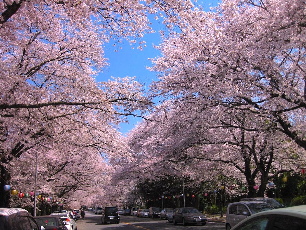 小林牧場の桜並木