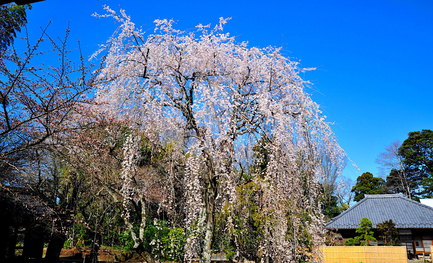 栄福寺（栄福寺の姫桜）