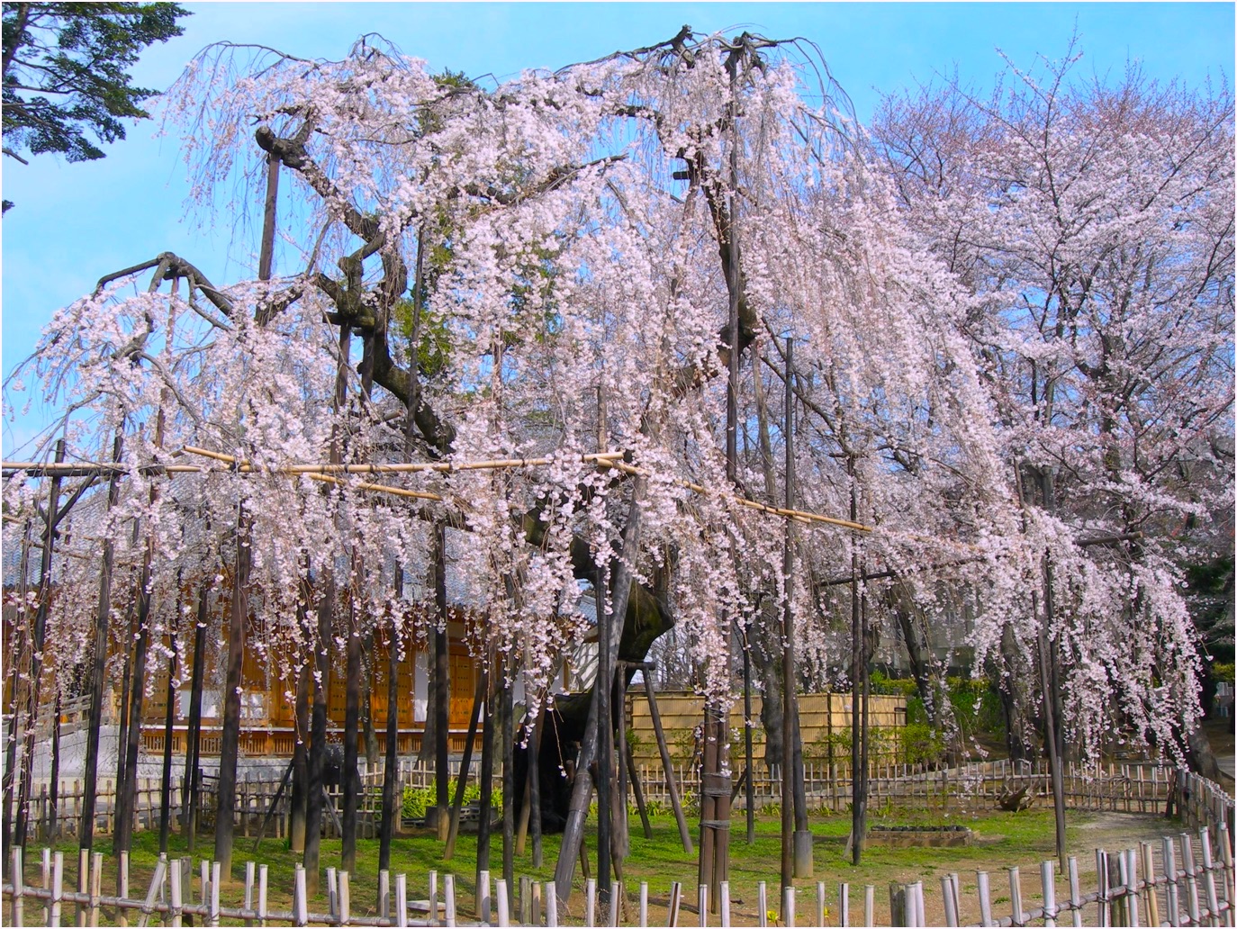 弘法寺の伏姫桜