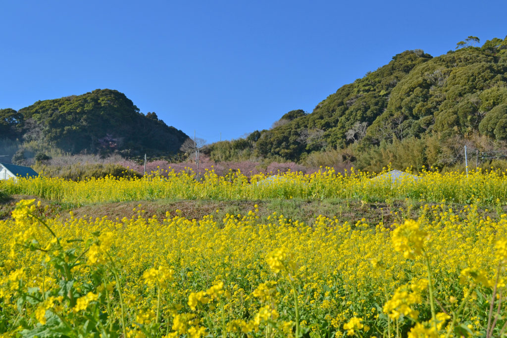 和田浦の花畑
