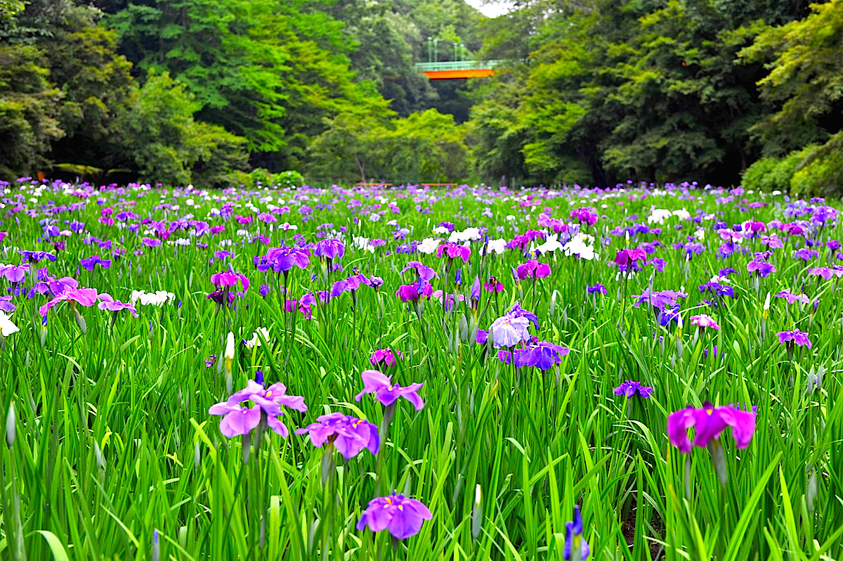 泉自然公園