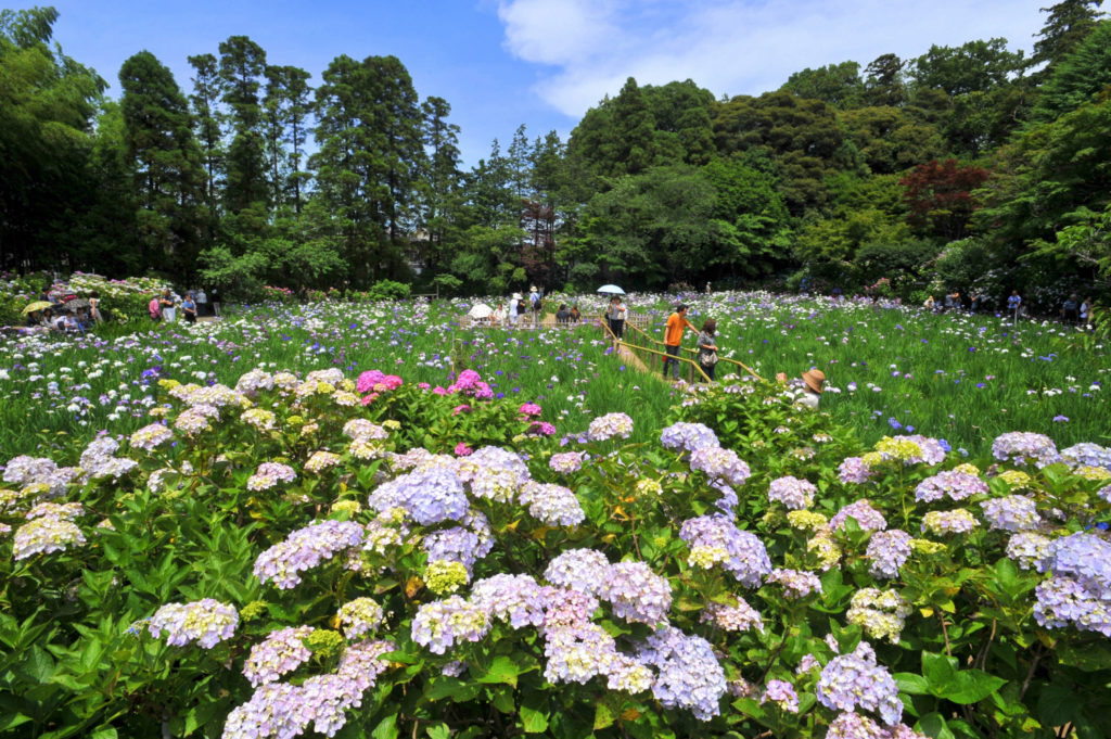 本土寺
