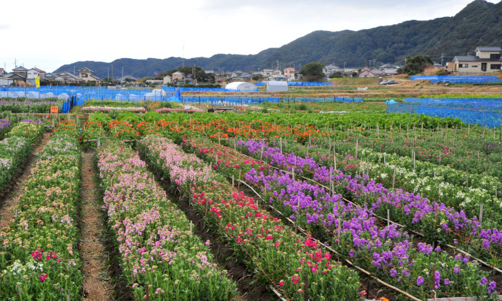 平磯のお花畑